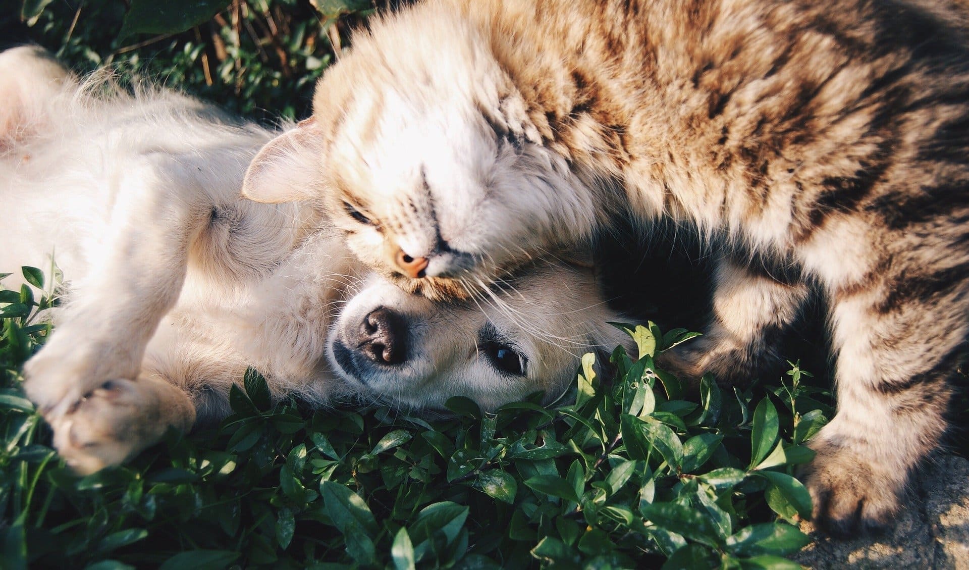 21+ Best Pet Loss Poems (User-Friendly) - Dogs, Cats, & More